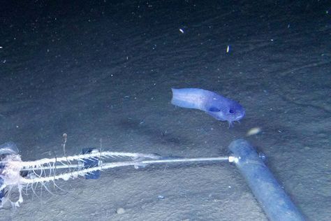 Most snailfish living in the deepest ocean realm known as the hadal zone are ghostly white with tiny eyes. But a newly described species has large eyes and is intensely blue Hadal Zone Ocean, Hadal Zone, Ocean Depth, Fish Swimming, Blue Fish, Biome, Large Eyes, In The Deep, October 2022