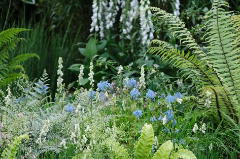 Diy Garden Edging, Garden Shrubs Evergreen, Small Garden Shrubs, Cottage Garden Borders, Woodland Plants, Shade Garden Plants, Woodland Flowers, Cottage Garden Plants, Border Plants