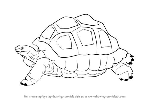 How To Draw Turtle, Draw Turtle, Turtle Stencil, Zoo Drawing, Tortoise Drawing, Girl Drawing Easy, Turtle Drawing, Easy Drawings For Beginners, Sketch Videos