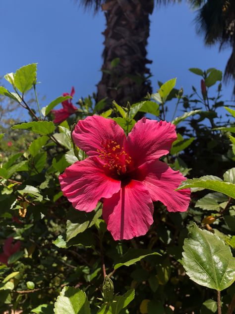 Beautiful hibiscus flowers Coconut Dream, Hibiscus Flowers, Hibiscus, Coconut, Trees, Plants, Flowers, Quick Saves