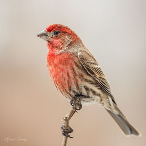 House Finch Tattoo, House Finch Bird, Finch Sketch, Finch Tattoo, Minnesota Birds, Fall Tattoo, Female Goldfinch, Beauty Papers, House Finch