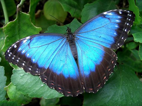 Blue Morpho Butterfly | Blue Morpho Butterfly Close-up | Flickr - Photo Sharing! Blue Morpho Butterfly Craft, Butterfly Close Up, Morpho Azul, Rainforest Butterfly, Butterfly Transformation, Moonage Daydream, Understanding Dreams, Dream Dictionary, Dream Meaning