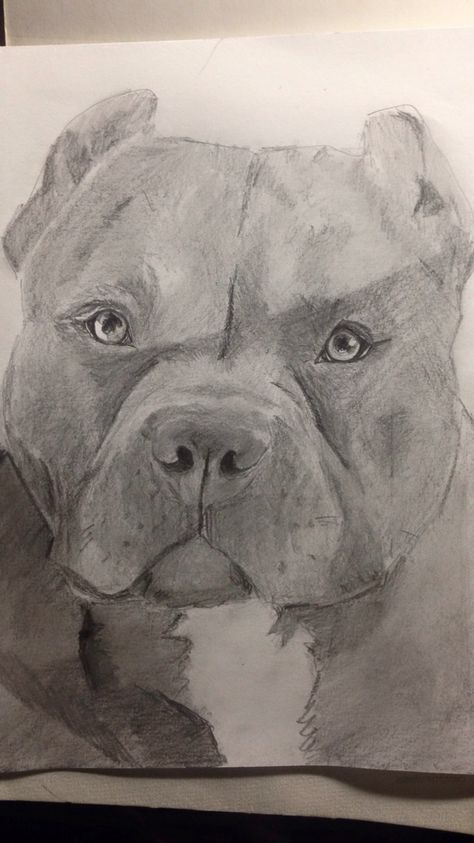 Bully Dog Drawing, Bully Dog Tattoo, American Bully Drawing, American Bully Tattoo, Bully Drawing, Dog Sketch Easy, Dog Draw, Pitbull Dogs, Pocket Bully