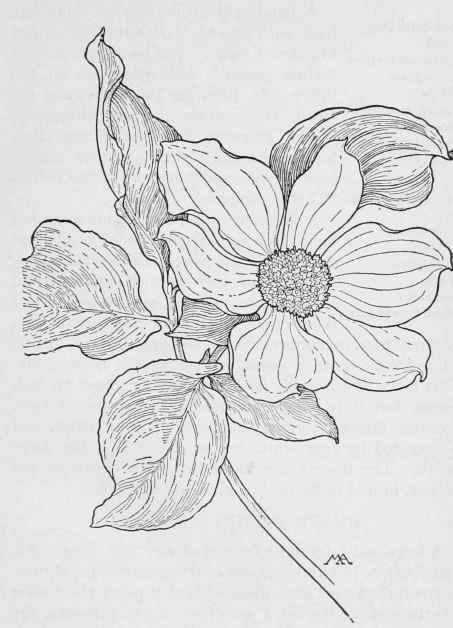 Pacific Dogwood. Cornus Nuttallii. White. Spring, Summer. Oreg., Wash., Cal Dogwood Tattoo, Dogwood Flower Tattoos, Pacific Dogwood, Floral Stencils, Sketch Board, Coordinates Tattoo, Sunflower Tattoo Shoulder, Dogwood Blooms, Therapeutic Recreation