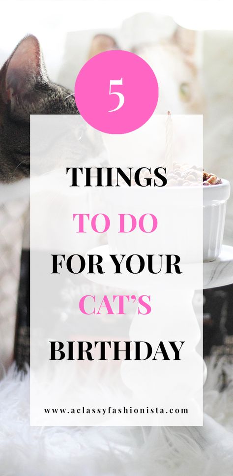 FIVE THINGS TO DO FOR YOUR CAT'S BIRTHDAY + CAT BIRTHDAY CUPCAKE | A Classy Fashionista | Cat Cupcake | Cat Cake | Cat Birthday | Pet Birthday | Cat Lover | #FortunaForAll #cbias | #ad How To Celebrate Your Cats Birthday, Birthday Cakes For Cats To Eat, Cat Birthday Cake For Cats Recipe, Diy Cat Birthday, Homemade Cat Cake, Birthday For Cat Pets, Cat Birthday Treats, Birthday Treat For Cat, Cat Safe Cake