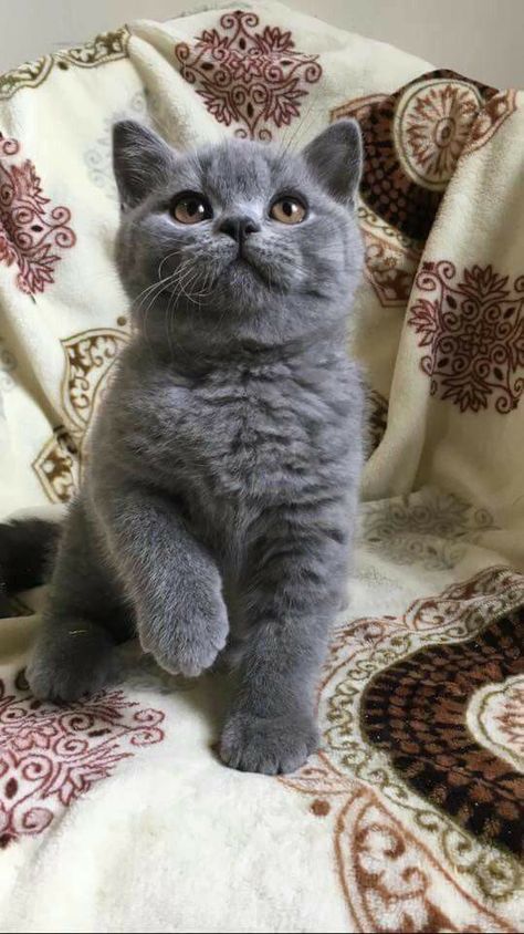 Grey British Shorthair Kitten, British Shorthair Cats Grey, Cat Pics Cute, Grey Cat Breeds, Dream's Cat, Grey Kitten, Munchkin Cat, Fluffy Kittens, British Shorthair Cats