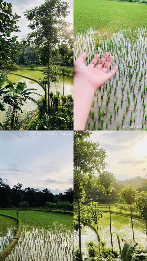 Insta Story Ideas, Paddy Field, Kerala Travel, Farm Field, Bright Pictures, Aesthetic Vibes, Instagram Editing, Instagram Photo Inspiration, Instagram Ideas