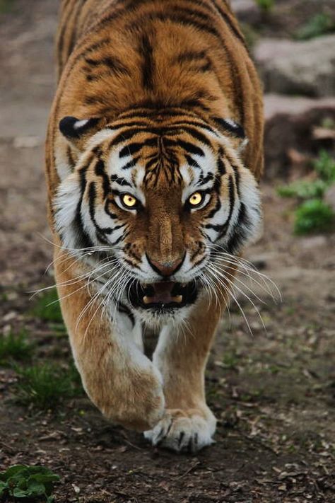 Amur Tiger, Sumatran Tiger, Cutee Animals, Scary Animals, Tiger Pictures, Exotic Cats, Unusual Animals, Wildlife Animals, African Animals