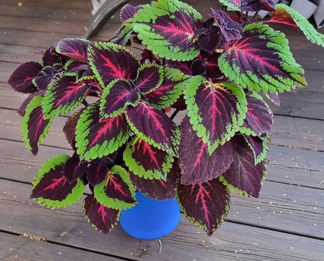 10 Benefits Of Having A Coleus Coleus Seeds, Plants Indoor, House Plants Indoor, Yellow Leaves, Organic Matter, Companion Planting, Freshwater Fish, Ground Cover, Black Spot