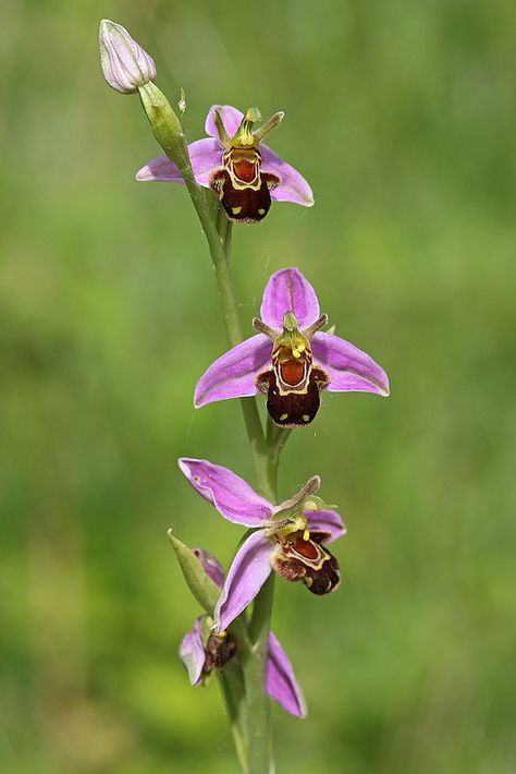 Bee Orchid Orchid And Bee Tattoo, Orchid In Nature, Yellow Orchid Flower, Orchid Bee, Bee Orchid, Orchid In The Wild, Bee On Flower, Beautiful Orchids, Favorite Flowers