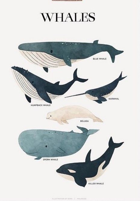 Bowhead Whale Drawing, Whale Sketch Simple, Blue Whales Photography, Ocean Animals Crafts, Whale Mother And Calf, Blue Whale Drawing, Whales Illustration, Whale Photography, Swimming With Whales