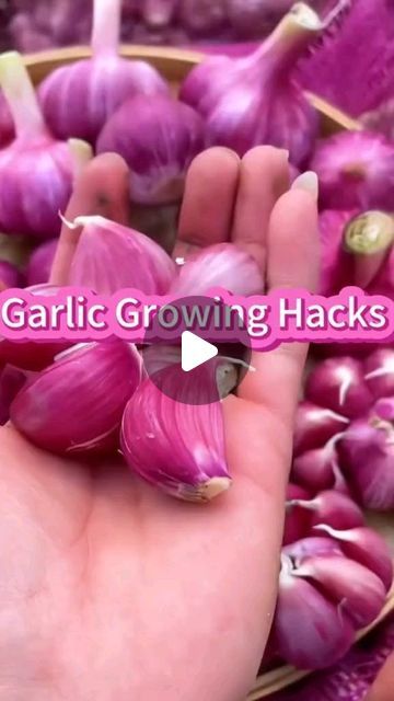 Anthony Alexis on Instagram: "How to grow garlic" How To Grow Broccolini, How To Grow Garlic, Grow Garlic, Growing Garlic, Farm Business, How To Grow, To Grow, Garlic, On Instagram