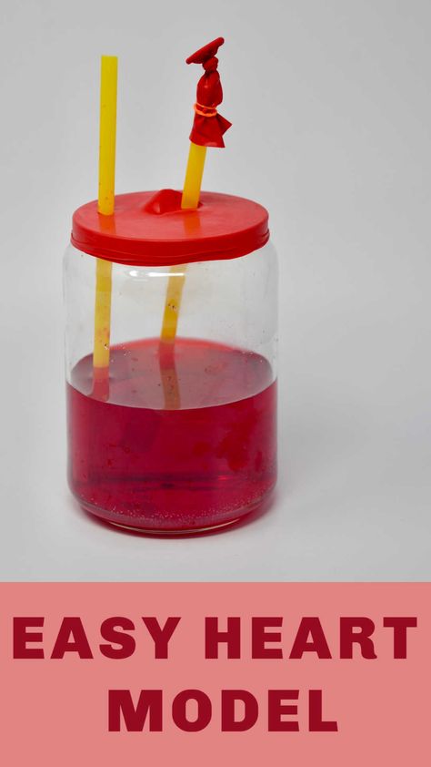 Easy Heart Model - make a model of one chamber of the heart using a jar, balloon, straws and water. Pumping Heart Model, Heart Activities, Easy Play Dough, Human Body Science, Human Body Activities, Stem Ideas, Heart Model, Heart Pumping, About Heart