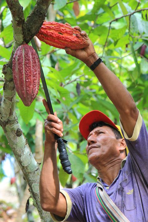 Chocolate Plant, Cacao Fruit, Chocolate Tree, Chocolate Fan, Tree Seedlings, Food Sculpture, The Rainforest, Cacao Nibs, Theobroma Cacao