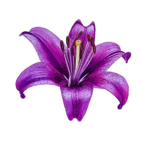 Finished Purple Lily for Website Flower Aesthetic Purple, Purple Lily Flower, Purple Lilies, Colored Pencil Drawing Tutorial, Lily Purple, Using Colored Pencils, Purple Lily, Pencil Drawing Tutorials, Sketchbook Inspo