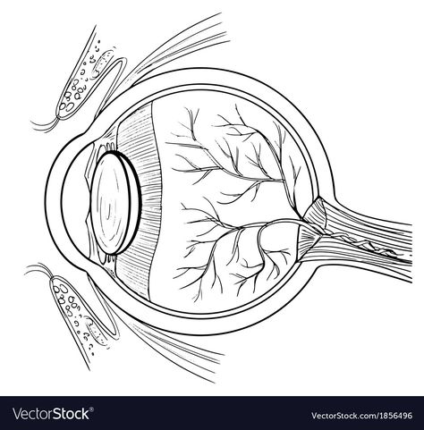 Diagram Of The Eye, Human Eye Anatomy, Human Eye Drawing, Biology Drawing, Eye Outline, Eye Anatomy, Human Body Facts, Parts Of The Eye, Eye Illustration