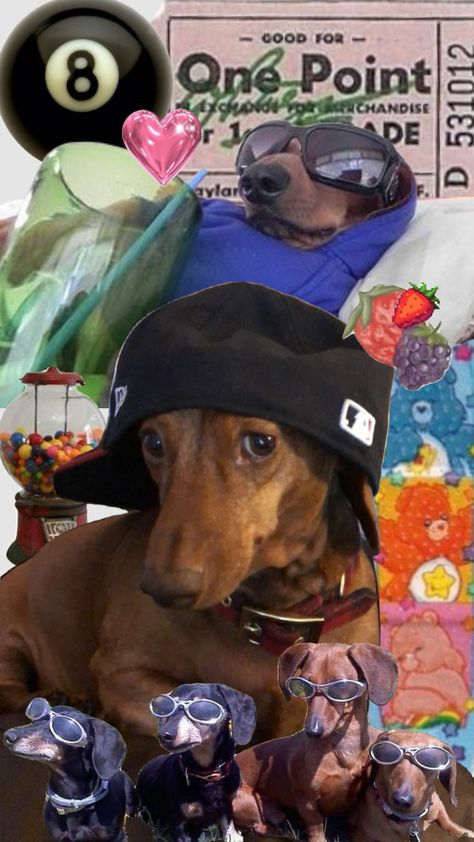 Dachshund Wallpaper, Puppy Room, Dachshund Art, Cute Dog Photos, Weenie Dogs, Dachshund Puppies, Dog Wallpaper, Cute Funny Dogs, Weiner Dog