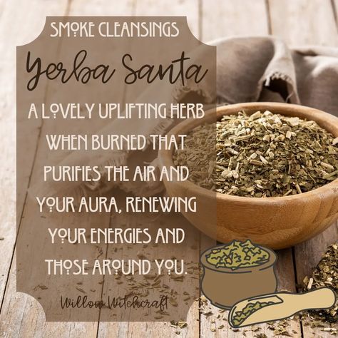 Yerba Santa Willow Witchcraft Witchy Plants, Herb Magick, Yerba Santa, Hedge Witch, Witchcraft Spell Books, Spells Witchcraft, Spell Book, Incense Holder, Incense