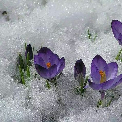 We call it Yargui. First flowers in spring. How pretty and strong are they growing under the snow! First Blooms Of Spring, Flowers In Winter Aesthetic, First Spring Flowers, Spring Winter Aesthetic, Flower In The Snow, Flowers In Snow Aesthetic, Spring Snow Aesthetic, Snow Drop Flower Aesthetic, Snow On Flowers