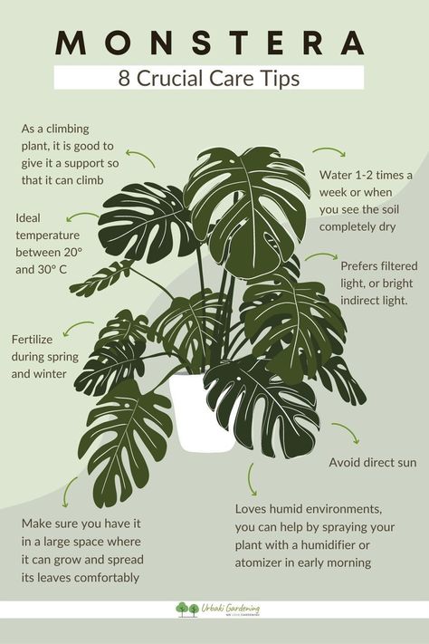 Do you want to know how to propagate Monstera delicious cuttings easilyHere you will find 2 different methods to achieve itPropagating monstera in water and propagating cuttings in sphagnum mossBoth methods were greatYou will also be able to learn how to get new babies out and get them started strong with spreading water. House Plant Monstera, Propagate Monstera In Water, How To Plant Monstera, Propagating A Monstera, Monstra Plant Care, How To Revive A Monstera Plant, How To Water Indoor Plants, How To Grow Monstera Plant, Monstera Care Tips