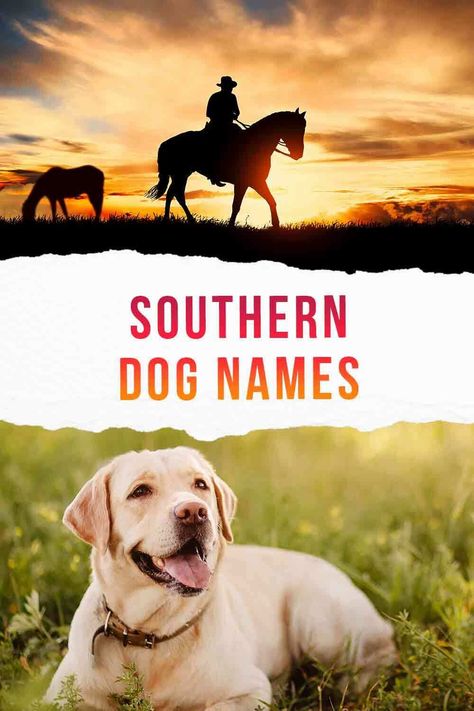 southern dog names Cute Country Dog Names, Boykin Spaniel Names, Country Puppy Names, Rustic Dog Names, Female Hunting Dog Names, Western Names For Dogs, Female Dog Names Country, Girl Hunting Dog Names, Western Dog Names Boy