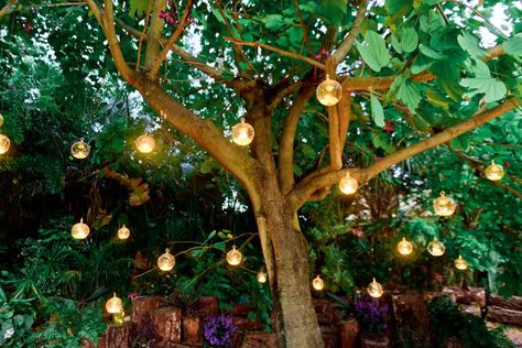 Use clear glass terrariums to display tea light candles in a tree for your wedding ceremony.  http://www.lightsforalloccasions.com/p-2820-candle-holder-orb-round-glass-globe-hanging-or-table-top-3-inch-6-pack.aspx Tree Lantern, Lights Hanging From Trees, Hanging Tea Lights Wedding, Tea Lights Hanging From Tree, Lantern In Trees Wedding, Hanging Glass Globes, Hanging Tree Lanterns Wedding, Lanterns Hanging From Trees Wedding, Hanging Lanterns Tree Wedding