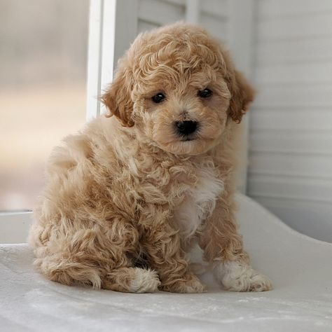 Rolling Meadows Puppies - Poochon Puppies for Sale, Poochon Puppies Bichonpoo Full Grown, Poochon Puppy, Cavapoo Puppies Full Grown, Multi Poo Puppies, Poochon Puppies, Poochon Dog, Bichon Frise Puppy Brown, Cockapoo Pups For Sale, Cavapoo Puppies For Sale