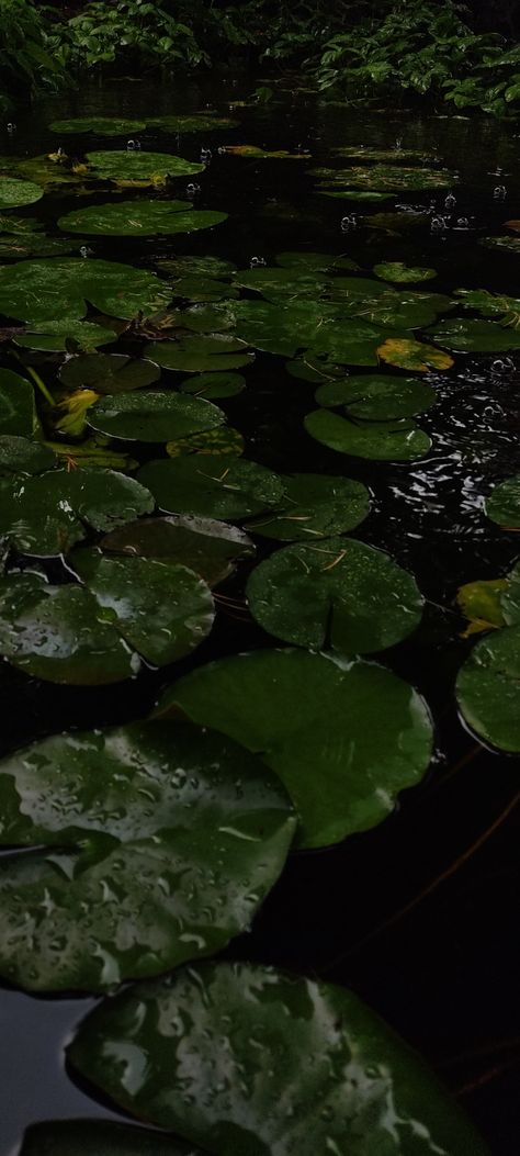 Lilypad Wallpaper Aesthetic, Pond Aesthetic Wallpaper, Rainy Aesthetic Wallpapers, Rainy Forest Wallpaper, Lily Pad Wallpaper, Swamp Wallpaper, Rainy Ocean, Rain On Water, Rainy Flowers