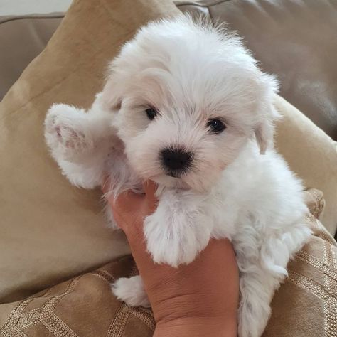 Maltipoo Puppies For Sale, Maltipoo Puppies, Puppies For Sale Near Me, Maltipoo Puppy, Teacup Puppies, Classified Ads, Puppies For Sale, Dogs And Puppies, Puppies