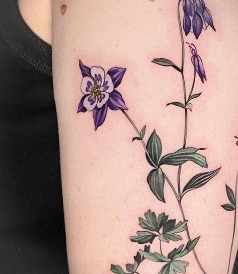 Aquilegia Tattoo, Columbine Tattoo, Columbine Flower Tattoo, Aquilegia Flower, Purple Flower Tattoos, Flower Vine Tattoos, Aquilegia Vulgaris, Columbine Flower, Vine Tattoos