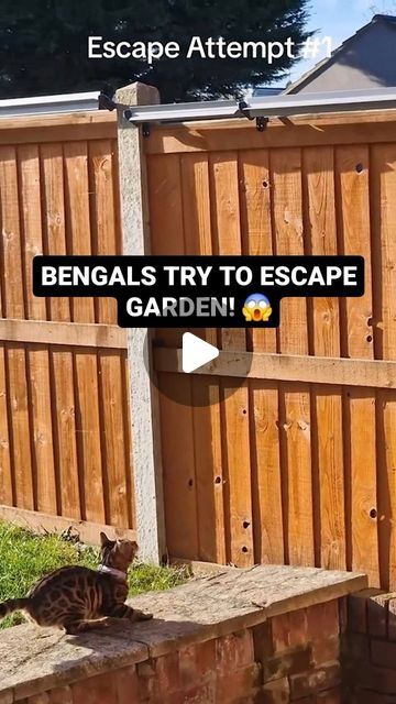 Chai & Aura on Instagram: "Our Bengals try to escape the garden after we put up the "unescapable fence rollers"... or so we thought. #bengalcat #bengalcats #cats #catproof #funny #fail" Cat Proofing Fence, Cat Roller Fence, Cat Fence Rollers, Cat Safe Garden, Cat Proof Garden, Cat Proof Fence, Funny Cat Fails, Cat Fence, Cat Proofing