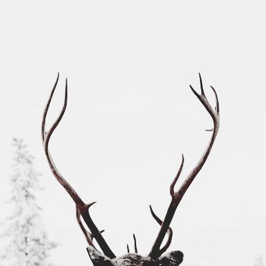 White Stag Aesthetic, Stag Aesthetic, Wolf Snarling, Sankta Alina, Hunter Aesthetic, Alina Starkov, Moose Antlers, Vox Machina, Kingdom Of Heaven