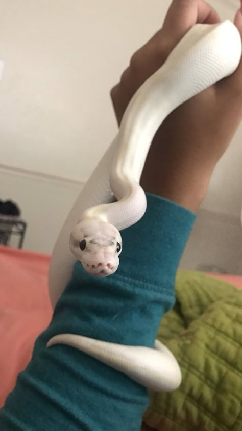 Pet Snake Aesthetic, Ball Python Cute, Cute Snakes, Dream Snake, Snake Pet, Pet Snakes, Snake Photos, Pretty Snakes, Ball Pythons