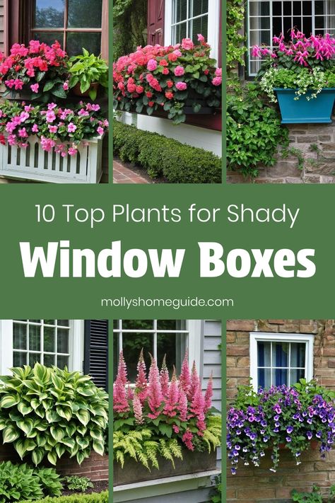 Create a stunning window box display for shaded areas with the best plants for window boxes in shade. Incorporate beautiful plants for partial sun to achieve a lush and vibrant container garden. Consider plant combinations that are perfect for hummingbirds, adding a touch of nature outside your window. Discover creative window box planter ideas to enhance your home's exterior with gorgeous foliage and blooms even in areas with limited sunlight. Shade Window Box Plants, Shade Window Box Ideas, Window Box Flowers For Shade, Best Plants For Window Boxes, Box Planter Ideas, Plants For Window Boxes, Window Baskets, Best Plants For Shade, Window Box Plants