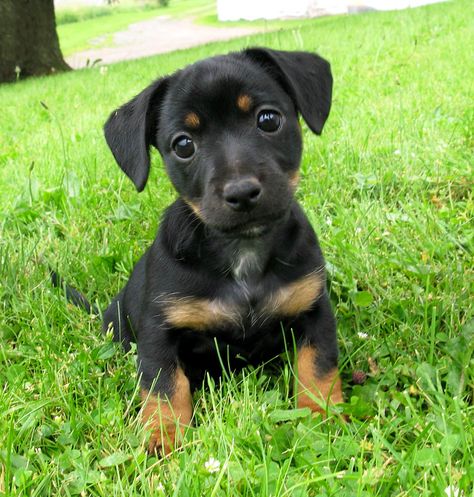 Aislinge Bray - Jack Russell Terrier - Russell Terrier - Black and ... Parsons Terrier, Jack Russell Puppy, Jack Terrier, Jack Russell Terrier Puppies, Rare Dogs, Jack Russell Puppies, Jack Russells, Dog Store, Jack Russel