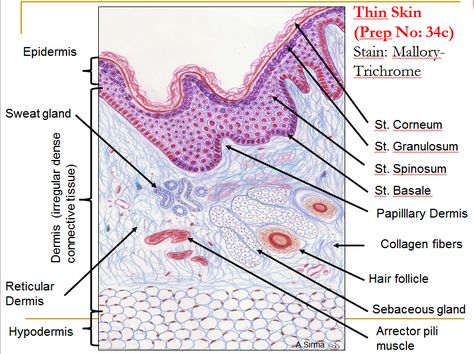 Tissue Biology, Histology Slides, Skin Anatomy, Integumentary System, Dental Hygiene School, Medicine Notes, Sistem Pencernaan, Nurse Study Notes, Skin Drawing