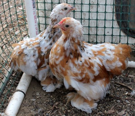 Swedish Flower Hens .. drool! Bantam Cochins, Cluckingham Palace, Swedish Flower Hen, Fluffy Chickens, Chicken Bucket, Homesteading Animals, Fluffy Chicken, Cute Chicken Coops, Chicken Pen