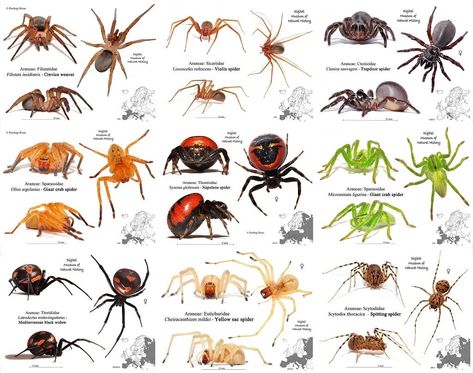 Spider Identification Chart, Crawling Animals, Spider Identification, Spider Fact, Arachnids Spiders, Animal Infographic, Types Of Spiders, Spider Species, Pig Breeds