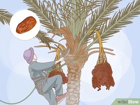 How to Harvest Dates: 12 Steps (with Pictures) - wikiHow Growing Dates, Dates Tree, Fresh Dates, Types Of Knots, Date Palm, Fruit Picking, On Date, 12 Steps, Brown Paper Bag