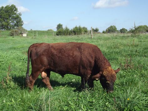 Dexter Cattle, Miniature Cattle, Mini Cows, Cattle Ranching, Ranch Life, Family Farm, Highland Cow, Dexter, Buffalo