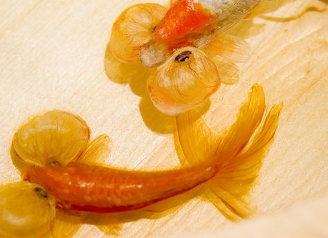 Riusuke Fukahori, Pet Goldfish, 3d Paintings, Goldfish Art, Amazing Resin, Layer Paint, Painting Words, Unique Sculptures, 3d Painting