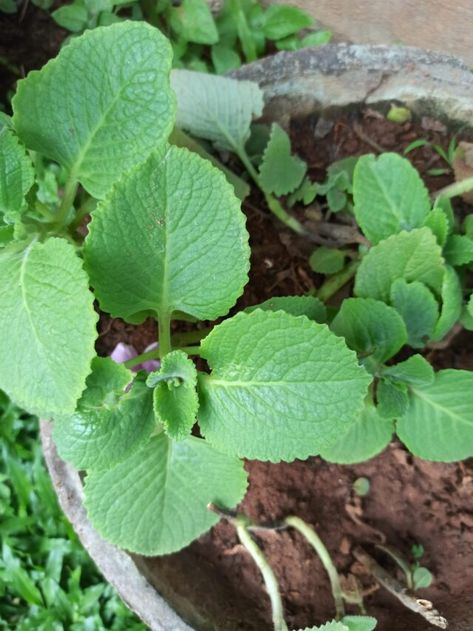 What is the importance of vegetable gardening? Mexican Mint Plant, Medicinal Herbs Garden, Mint Plants, Organic Plants, Medicinal Herbs, Herb Garden, Organic Gardening, Vegetable Garden, Mint