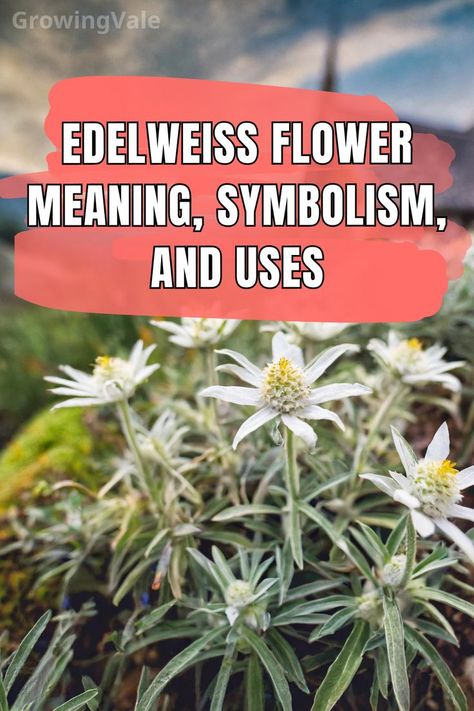 Edelweiss Flower Meaning Edelweiss Tattoo, Floral Photos, Alpine Flowers, Edelweiss Flower, Flower Meanings, Different Cultures, Traditional Medicine, Floral Photo, Medicinal Herbs