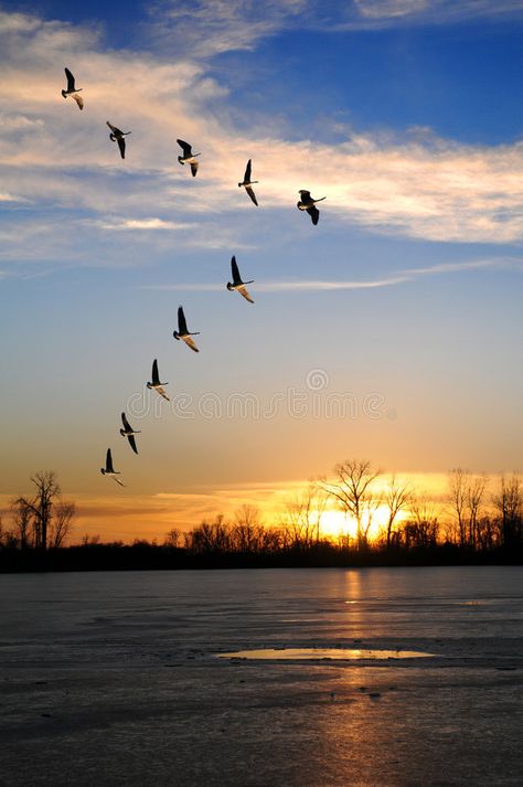 Canadian Geese in V Formation. Canadian geese flying in V formation over a froze , #ad, #Formation, #geese, #Canadian, #Geese, #flying #ad Landscape Photography Ideas, Calm Sky, Flying Photography, Geese Flying, Fly Drawing, Best Landscape Photography, Backgrounds Nature, Canadian Geese, Canadian Goose