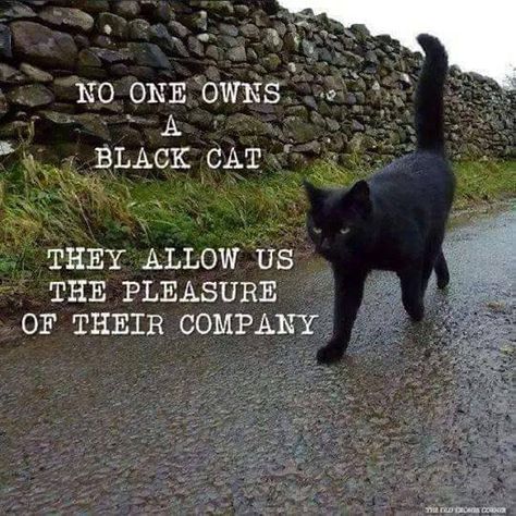 A Black Cat, Black Kitten, Cat Quotes, Cat Care, Cats Meow, All About Cats, Monday Morning, Black Cats, Crazy Cat Lady