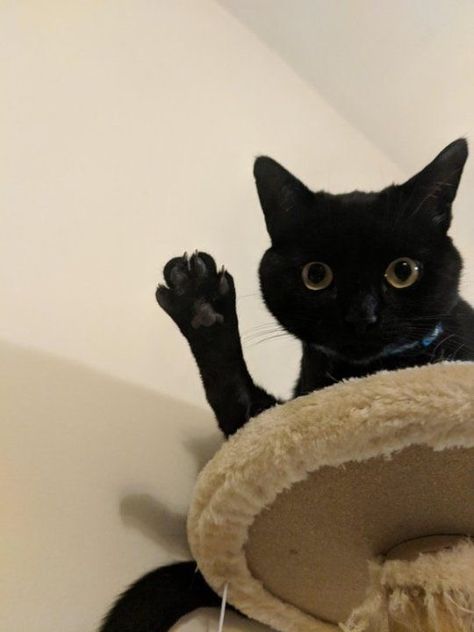 Cat Waving Goodbye, Cat Waving Bye, Cat Waving, Grumpy Cat Quotes, Black Cat Aesthetic, Cat Reference, Senior Cat, Animal Antics, Orange Cats