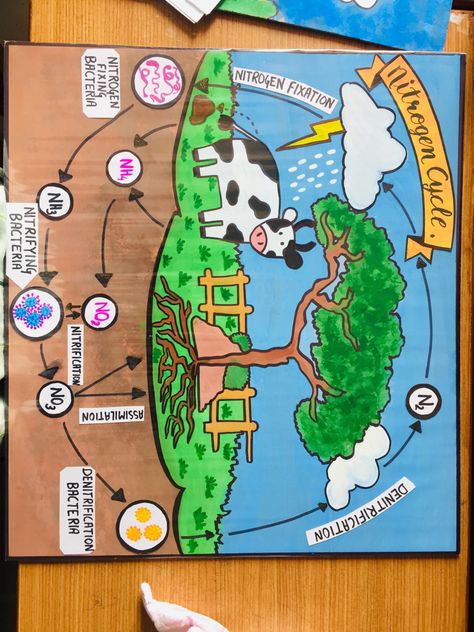 Nitrogen Cycle Drawing, Carbon Cycle Drawing, Nitrogen Cycle Model, Nitrogen Cycle Project, English Project Ideas, Happy Friends Day, Science Project Models, Cycle Drawing, Starbucks Cake