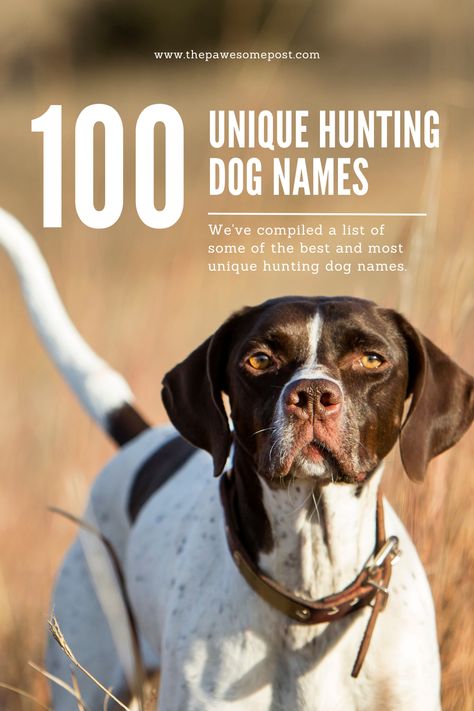 a list of the most unique hunting dog names. Country Dog Names, Hunting Dog Names, Labrador Names, Scottish Names, Boy Dog Names, Girl Dog Names, Female Dog Names, Hog Hunting, Pheasant Hunting