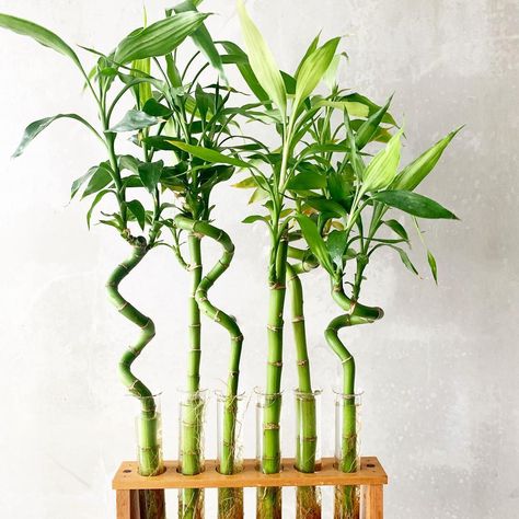 Lucky bamboo is a charming little houseplant that's easy to grow and maintain. Learn more about this plant that's not even really bamboo! Bambu Air, Bamboo Growing, Rental Makeover, Dracaena Sanderiana, Low Maintenance Indoor Plants, Peacock Plant, Lucky Bamboo Plants, Plant Friends, Arrowhead Plant