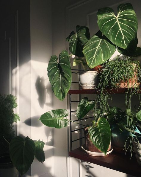 Rearranged so the gloriosum can bask without blocking light from the other plants. And check out that little anthurium leaf sun catcher Plant Astethic, Bohemian Homes, Plants Are Friends, Stained Glass Birds, Bohemian House, Plants Indoor, Plant Aesthetic, House Plants Indoor, Plant Mom